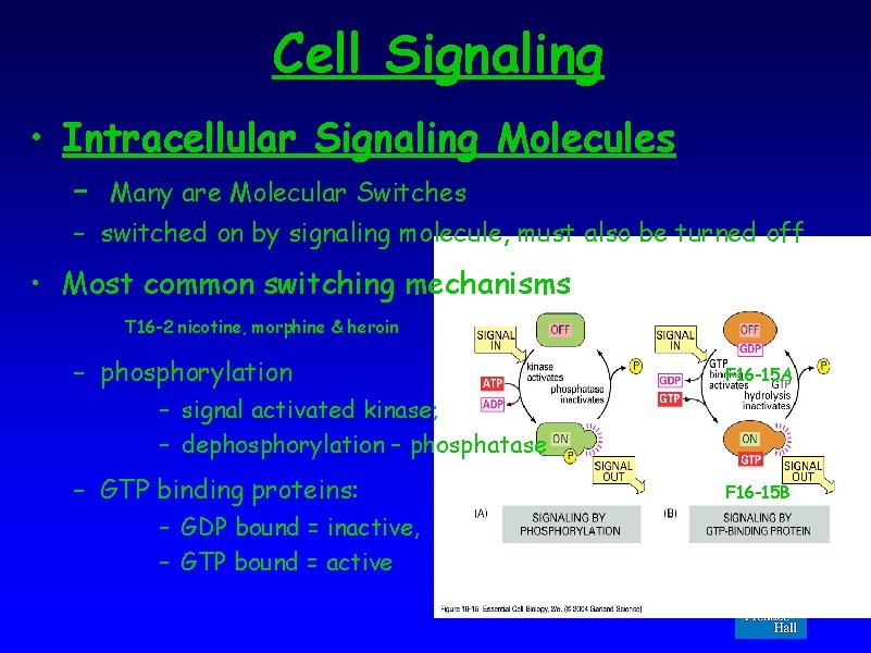 Cell Signaling • Intracellular Signaling Molecules – Many are Molecular Switches – switched on