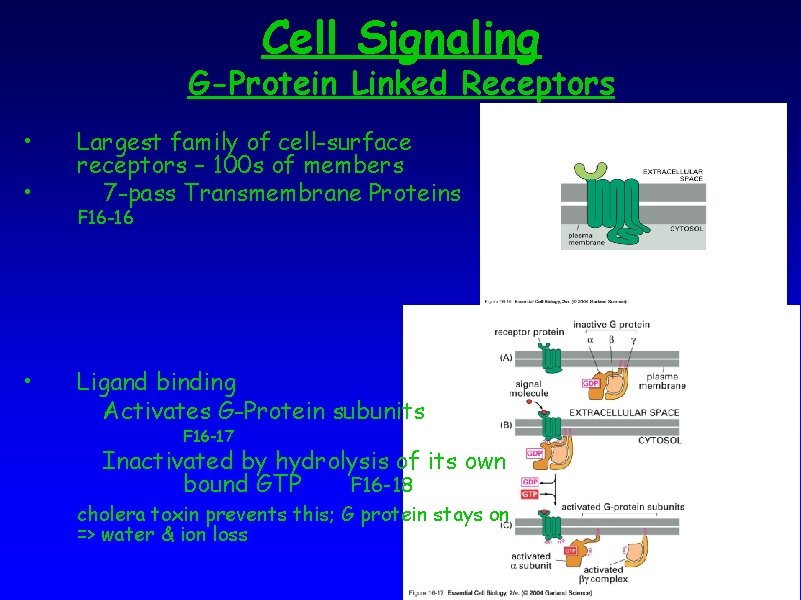 Cell Signaling G-Protein Linked Receptors • • • Largest family of cell-surface receptors –