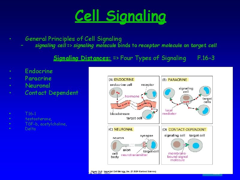 Cell Signaling • – General Principles of Cell Signaling signaling cell => signaling molecule