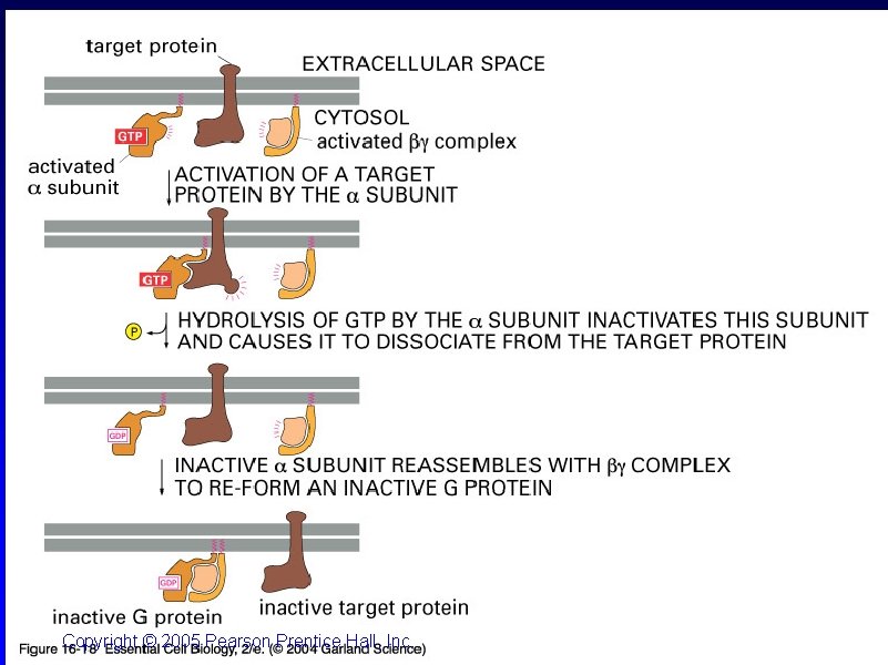 16_18_Gprot_subunit. jpg Copyright © 2005 Pearson Prentice Hall, Inc. 