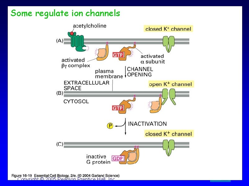 Some regulate ion channels Copyright © 2005 Pearson Prentice Hall, Inc. 