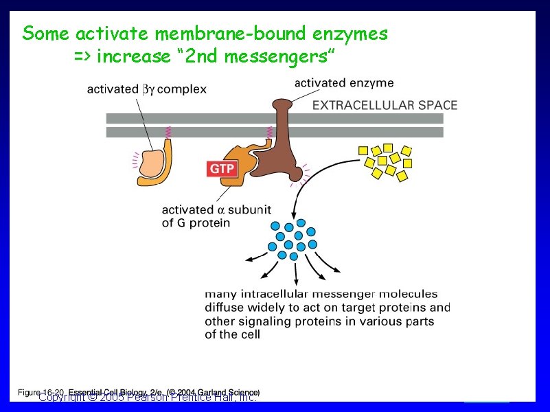 Some activate membrane-bound enzymes => increase “ 2 nd messengers” Copyright © 2005 Pearson