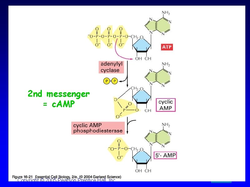 2 nd messenger = c. AMP Copyright © 2005 Pearson Prentice Hall, Inc. 