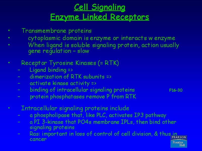 Cell Signaling Enzyme Linked Receptors • • • Transmembrane proteins cytoplasmic domain is enzyme