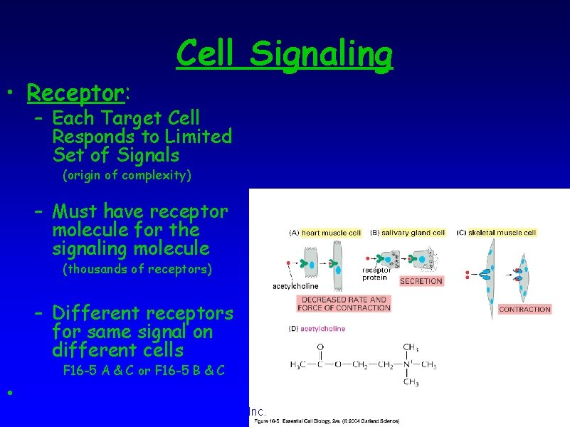 Cell Signaling • Receptor: – Each Target Cell Responds to Limited Set of Signals