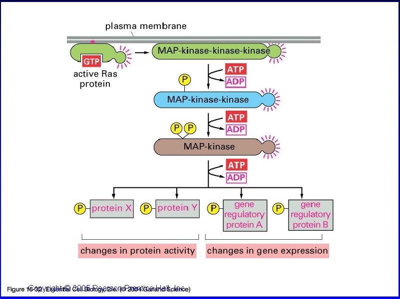 16_32_MAP-kinase. jpg Copyright © 2005 Pearson Prentice Hall, Inc. 