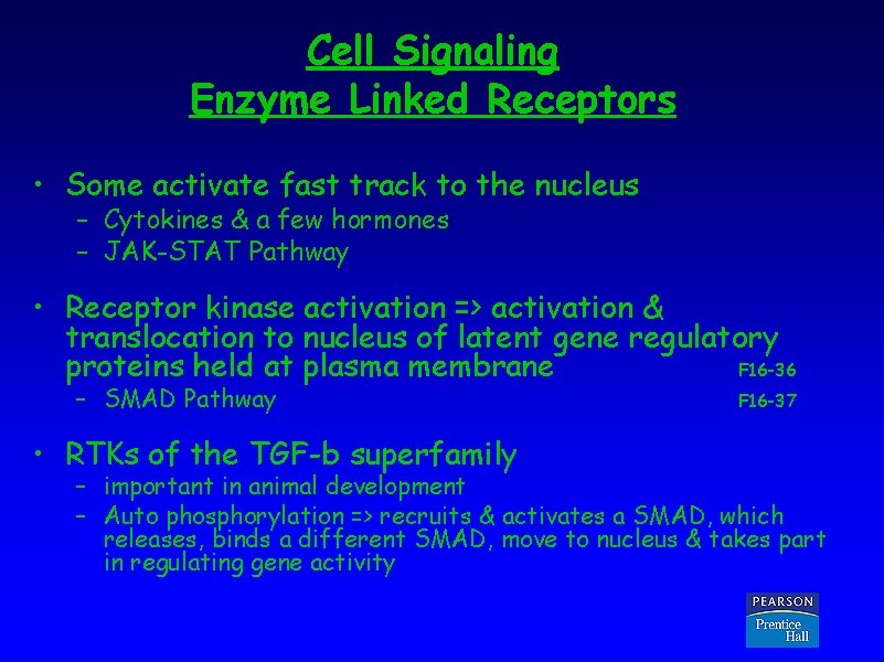 Cell Signaling Enzyme Linked Receptors • Some activate fast track to the nucleus –