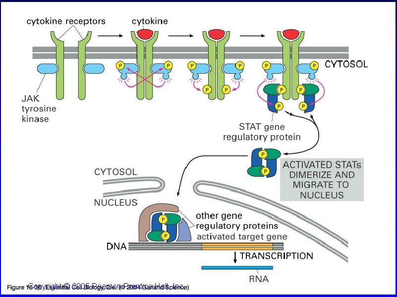 16_36_Cytokine_recpt. jpg Copyright © 2005 Pearson Prentice Hall, Inc. 