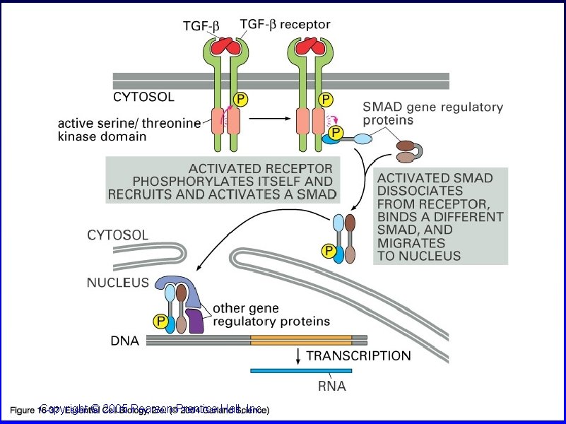 16_37_TGF_B_receptor. jpg Copyright © 2005 Pearson Prentice Hall, Inc. 