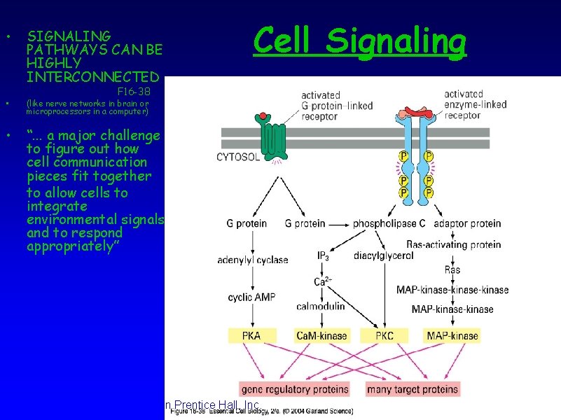  • SIGNALING PATHWAYS CAN BE HIGHLY INTERCONNECTED Cell Signaling F 16 -38 •