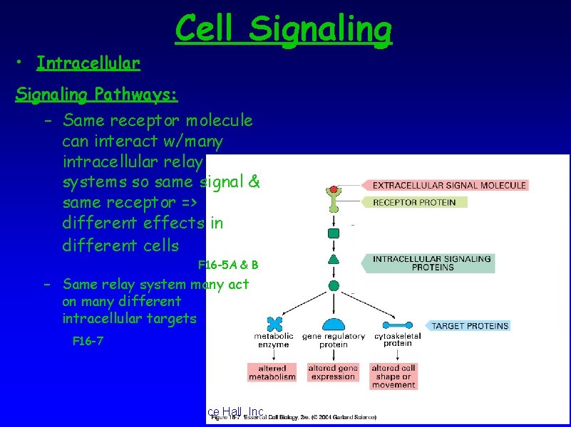  • Intracellular Cell Signaling Pathways: – Same receptor molecule can interact w/many intracellular