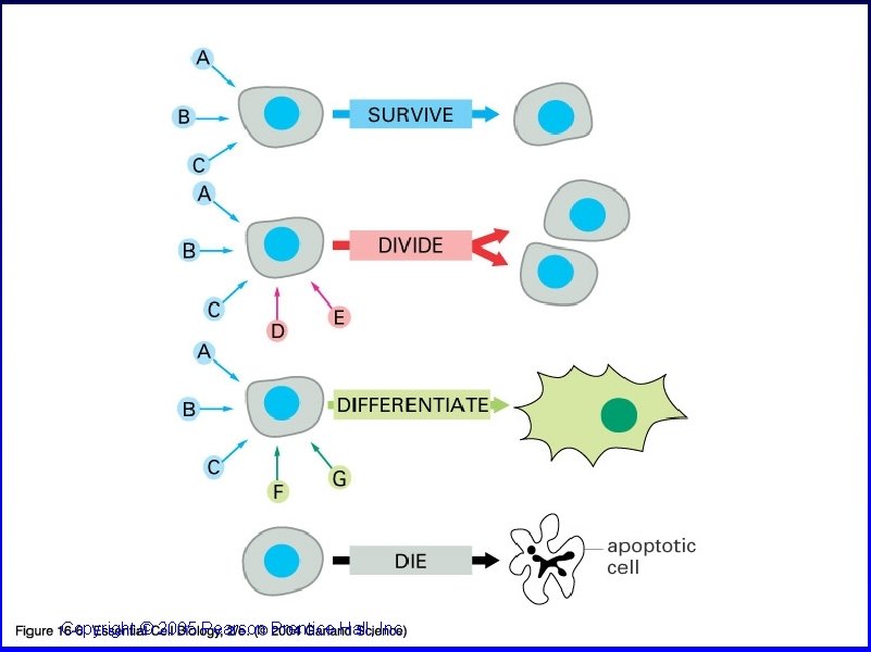 16_06_extracellular_sig. jpg Copyright © 2005 Pearson Prentice Hall, Inc. 