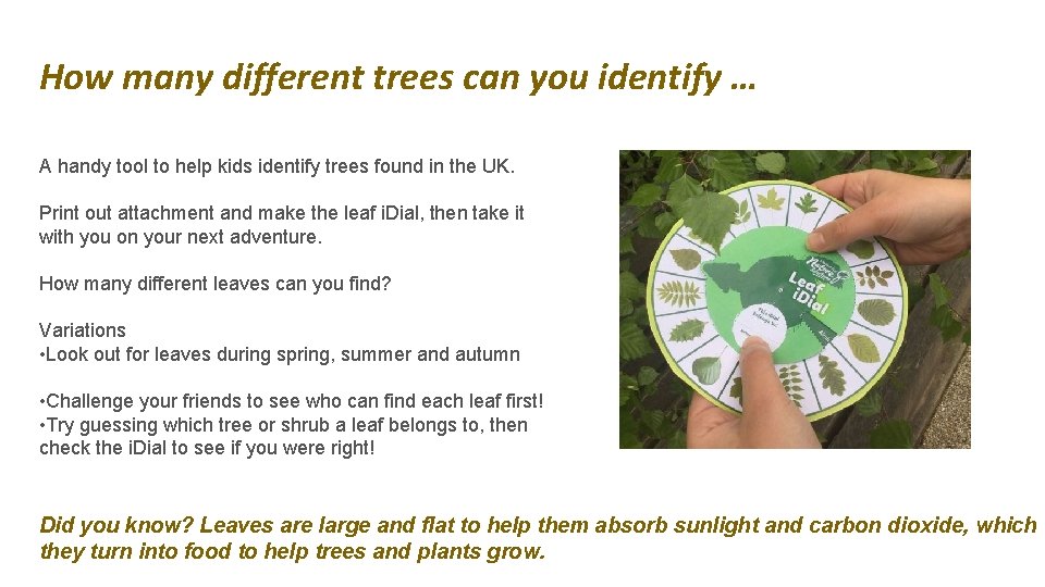 How many different trees can you identify … A handy tool to help kids