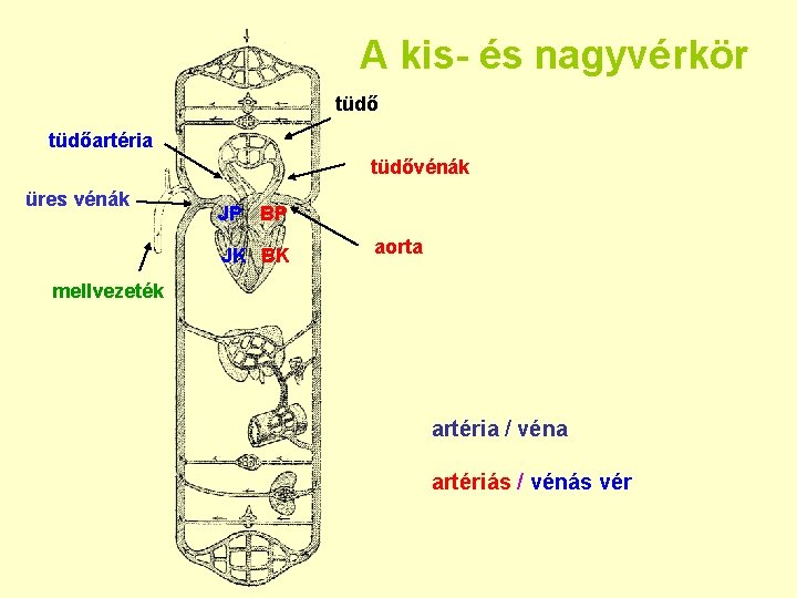 A kis- és nagyvérkör tüdőartéria tüdővénák üres vénák JP BP JK BK aorta mellvezeték