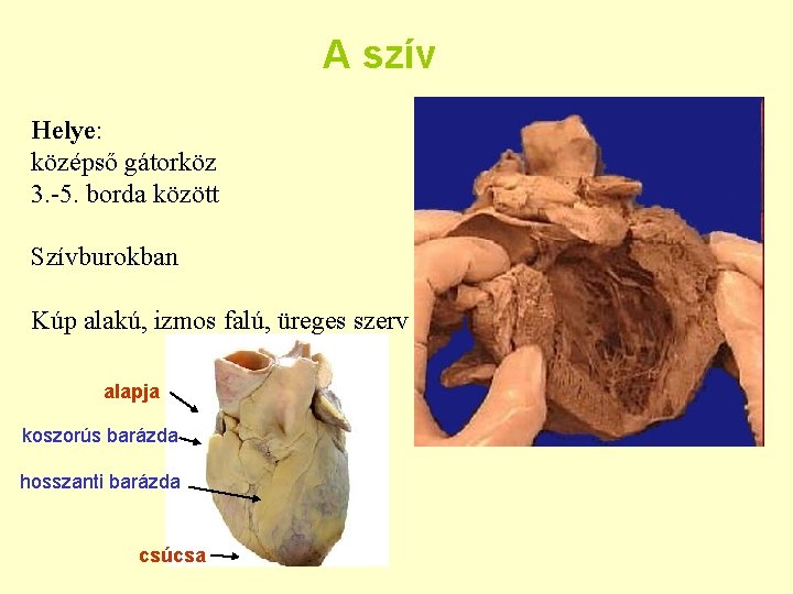 A szív Helye: középső gátorköz 3. -5. borda között Szívburokban Kúp alakú, izmos falú,