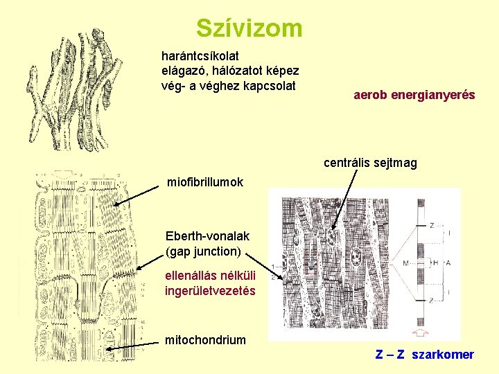 Szívizom harántcsíkolat elágazó, hálózatot képez vég- a véghez kapcsolat aerob energianyerés centrális sejtmag miofibrillumok