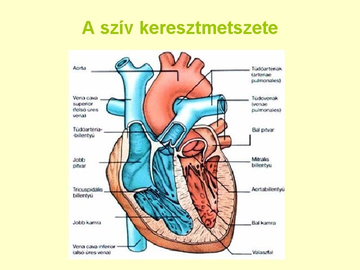 A szív keresztmetszete 