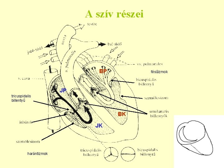 A szív részei BP fésűizmok JP tricuspidalis billentyű BK JK harántizmok 