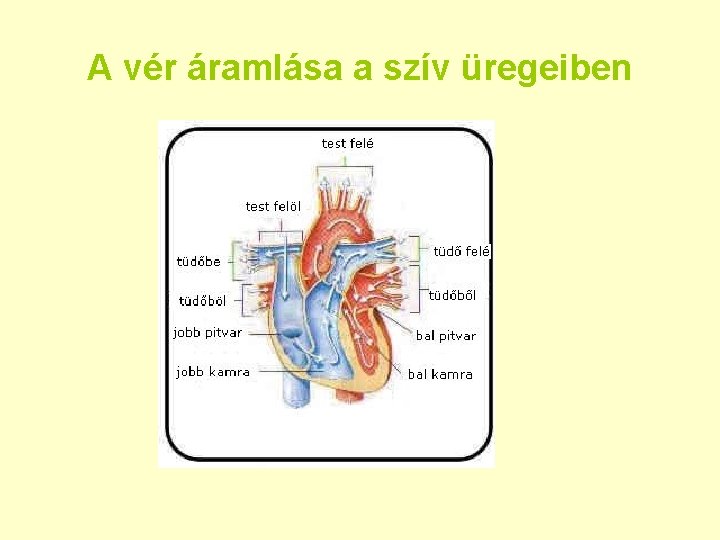 A vér áramlása a szív üregeiben 