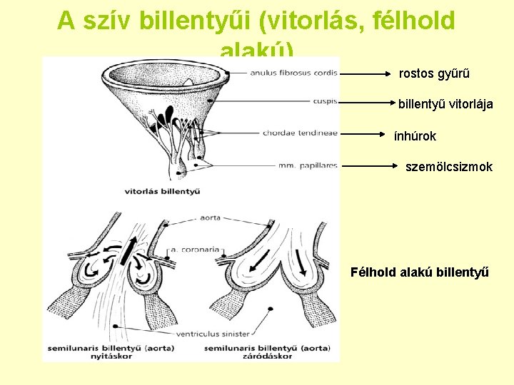 A szív billentyűi (vitorlás, félhold alakú) rostos gyűrű billentyű vitorlája ínhúrok szemölcsizmok Félhold alakú