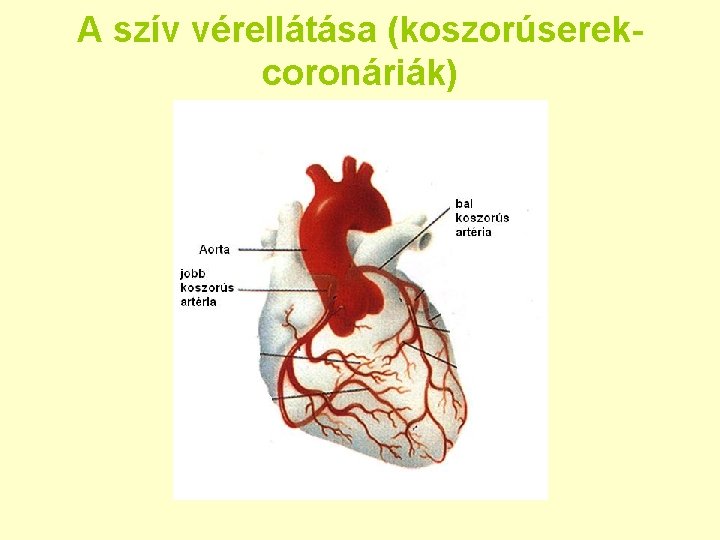 A szív vérellátása (koszorúserekcoronáriák) 