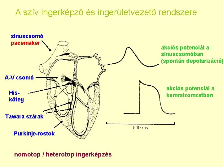 A szív ingerképző és ingerületvezető rendszere sinuscsomó pacemaker akciós potenciál a sinuscsomóban (spontán depolarizáció)