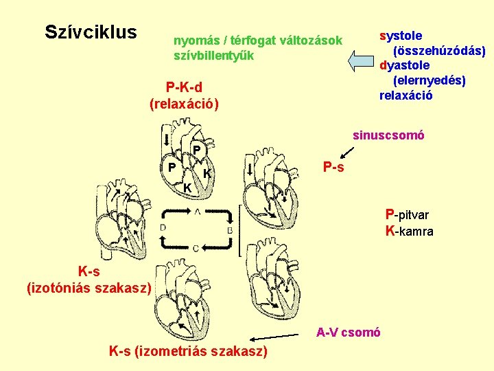 Szívciklus nyomás / térfogat változások szívbillentyűk P-K-d (relaxáció) systole (összehúzódás) dyastole (elernyedés) relaxáció sinuscsomó