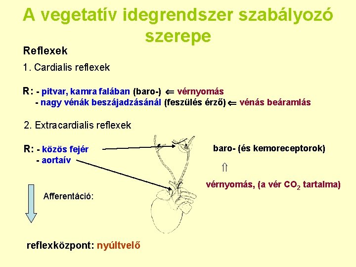 A vegetatív idegrendszer szabályozó szerepe Reflexek 1. Cardialis reflexek R: - pitvar, kamra falában