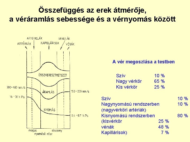 Összefüggés az erek átmérője, a véráramlás sebessége és a vérnyomás között A vér megoszlása