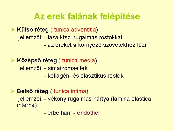 Az erek falának felépítése Ø Külső réteg ( tunica adventitia) jellemzői: - laza ktsz.