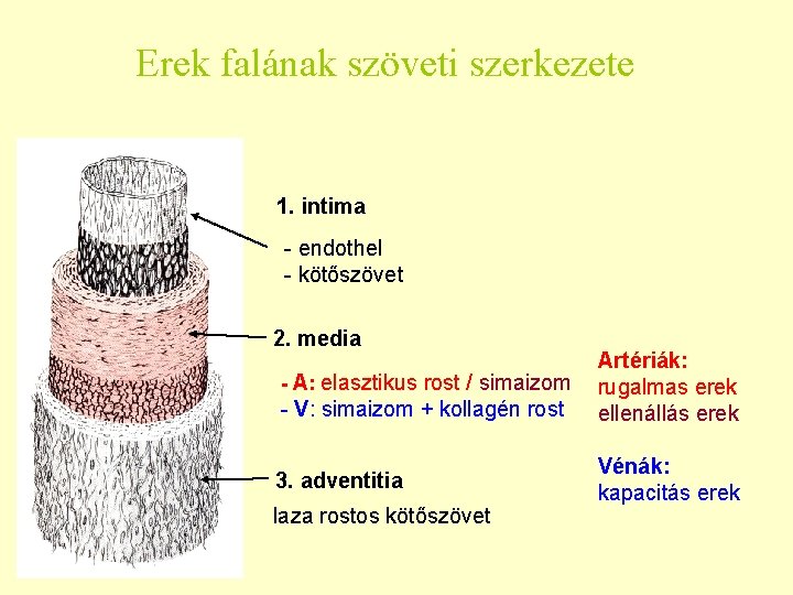 Erek falának szöveti szerkezete 1. intima - endothel - kötőszövet 2. media - A: