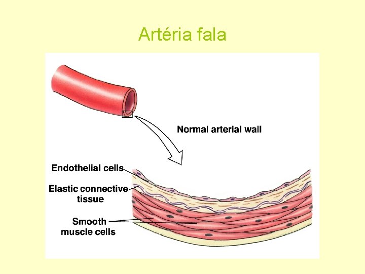 Artéria fala 