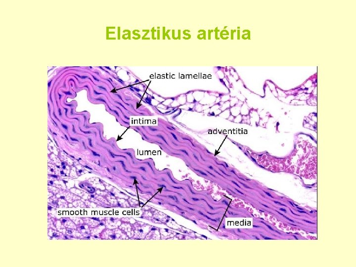 Elasztikus artéria 