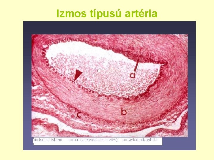 Izmos típusú artéria 