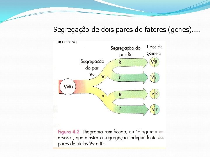 Segregação de dois pares de fatores (genes). . 