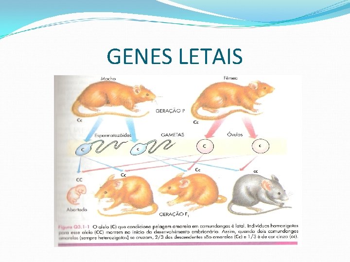 GENES LETAIS 