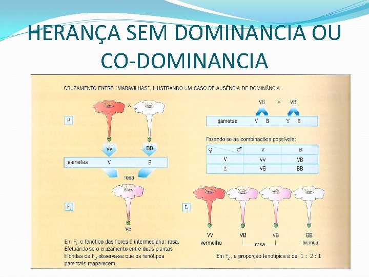 HERANÇA SEM DOMINANCIA OU CO-DOMINANCIA 