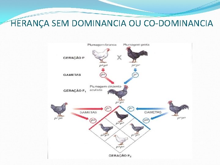 HERANÇA SEM DOMINANCIA OU CO-DOMINANCIA 