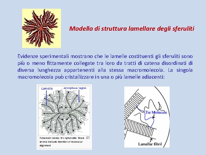 Modello di struttura lamellare degli sferuliti Evidenze sperimentali mostrano che le lamelle costituenti gli