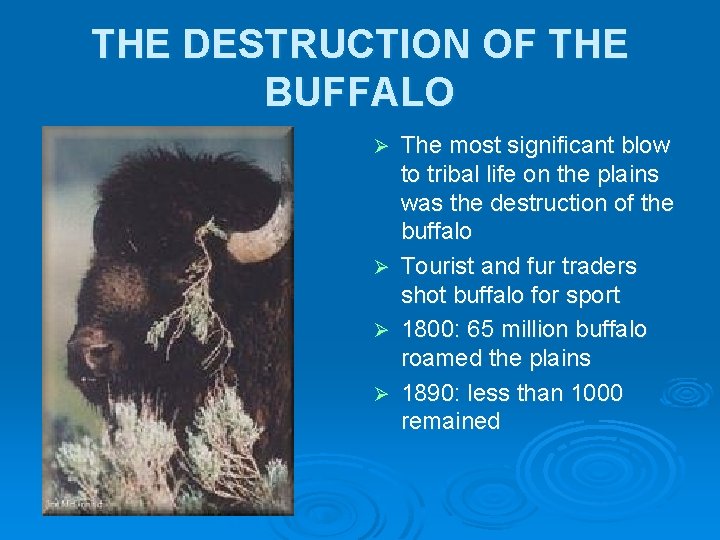 THE DESTRUCTION OF THE BUFFALO The most significant blow to tribal life on the THE DESTRUCTION OF THE BUFFALO The most significant blow to tribal life on the