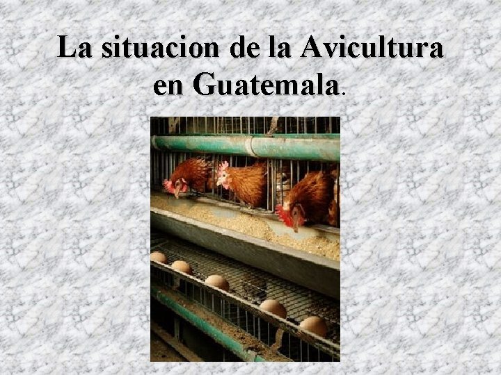 La situacion de la Avicultura en Guatemala La situacion de la Avicultura en Guatemala
