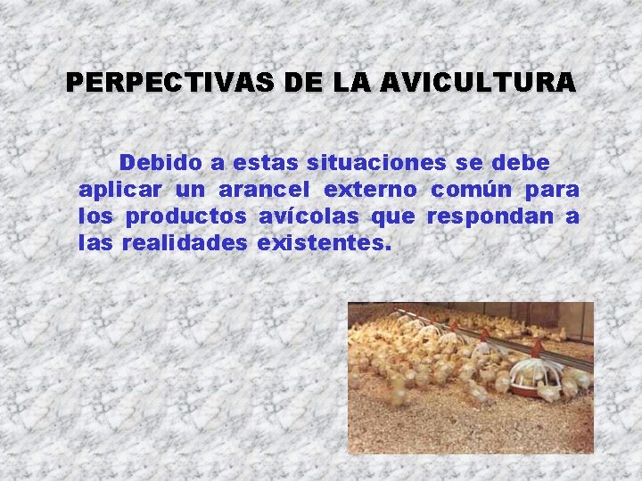 PERPECTIVAS DE LA AVICULTURA Debido a estas situaciones se debe aplicar un arancel externo PERPECTIVAS DE LA AVICULTURA Debido a estas situaciones se debe aplicar un arancel externo
