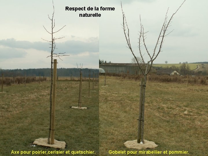 Respect de la forme naturelle Axe pour poirier, cerisier et quetschier. Gobelet pour mirabellier