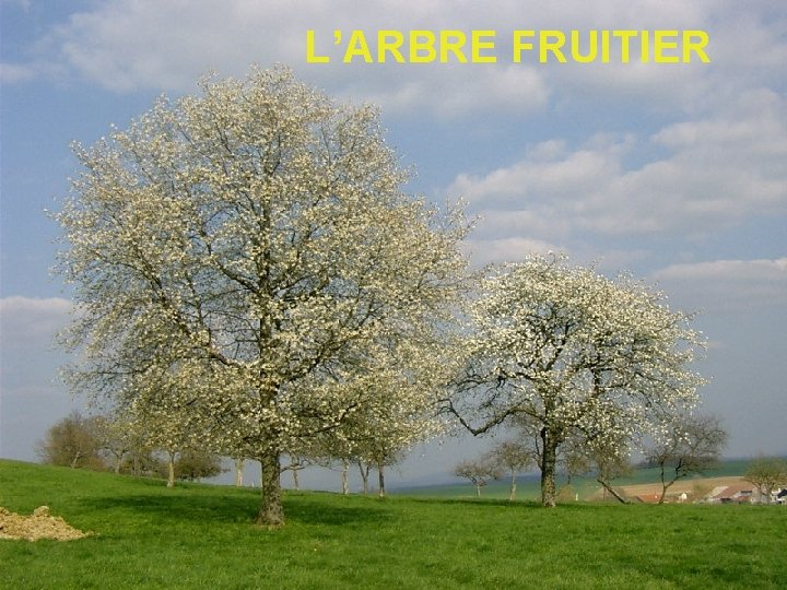 L’ARBRE FRUITIER 