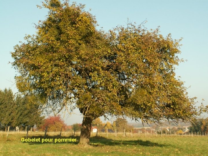 Gobelet pour pommier 