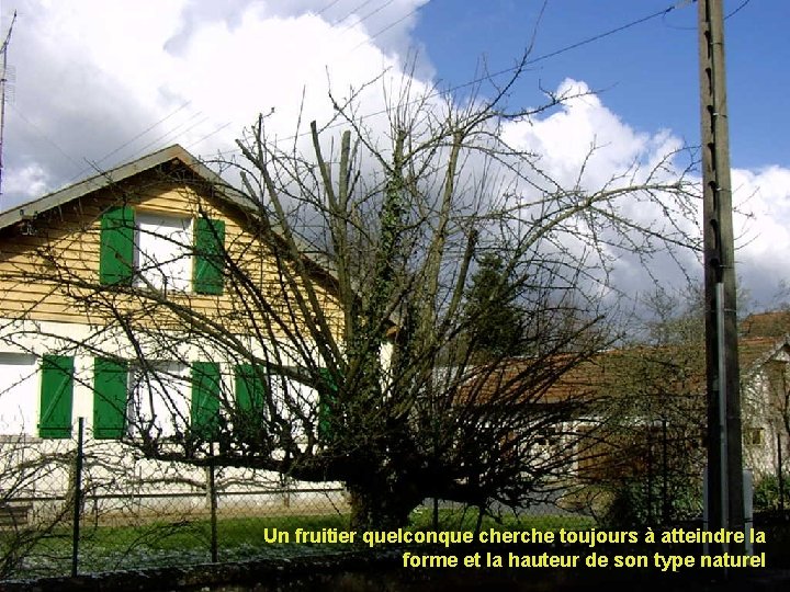 Un fruitier quelconque cherche toujours à atteindre la forme et la hauteur de son