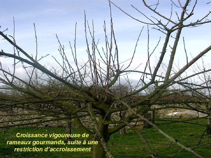 Croissance vigoureuse de rameaux gourmands, suite à une restriction d’accroissement 