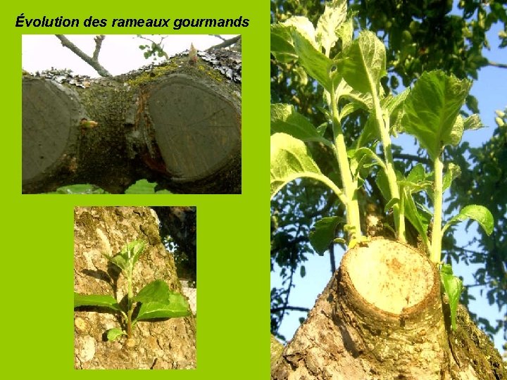 Évolution des rameaux gourmands 