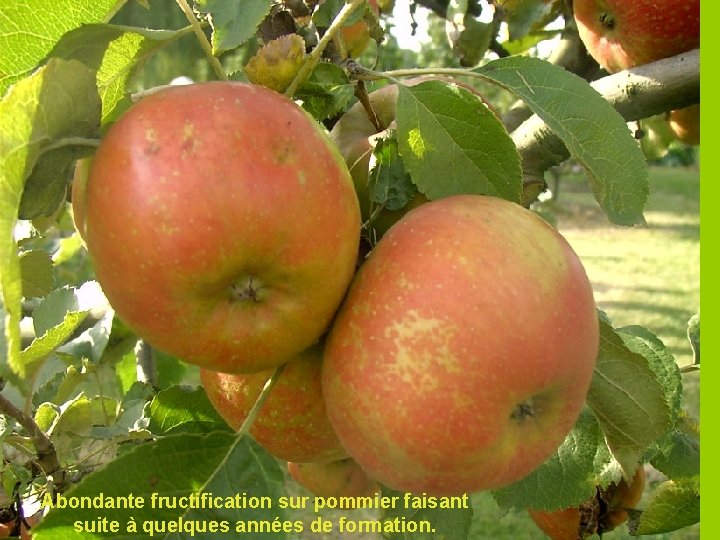 Abondante fructification sur pommier faisant suite à quelques années de formation. 