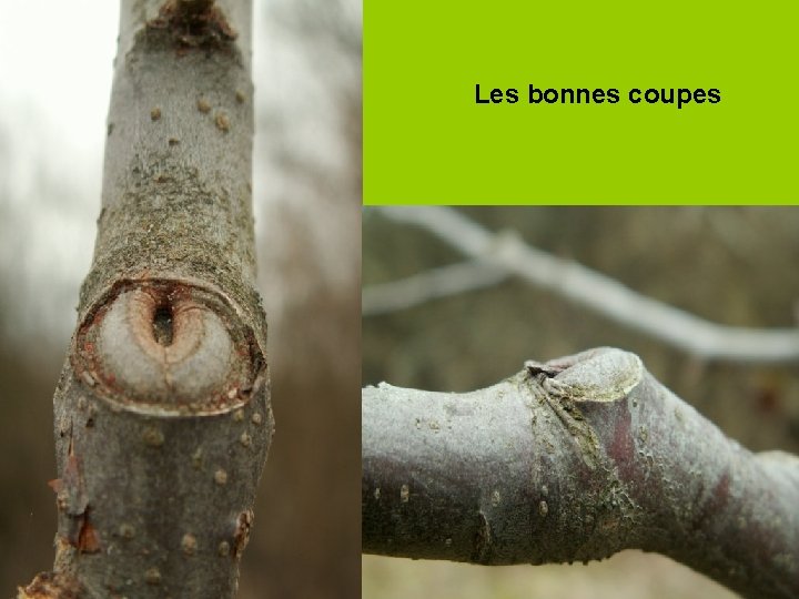 Les bonnes coupes 